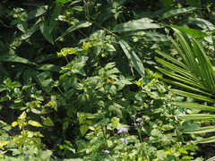 Polygonia c-aureum lunulata