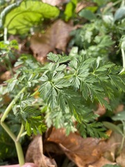 Anthriscus sylvestris