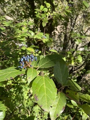 Viburnum tinus tinus