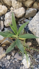 Echium nervosum