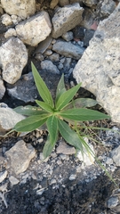 Echium nervosum