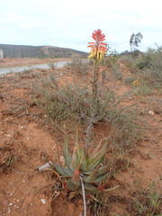 Aloe microstigma microstigma