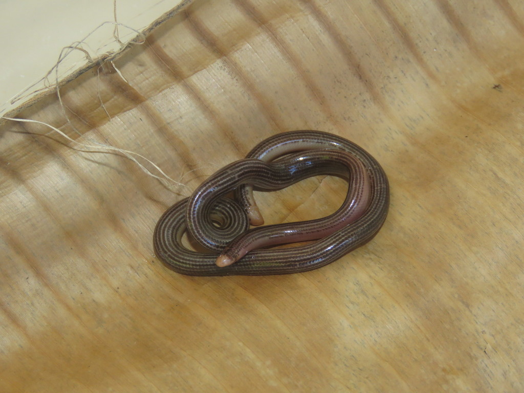 Trinidad Worm Snake