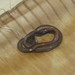 Trinidad Worm Snake - Photo (c) Mike G. Rutherford, some rights reserved (CC BY-NC), uploaded by Mike G. Rutherford