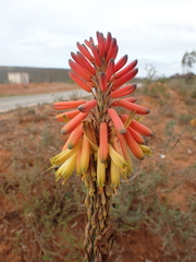 Aloe microstigma microstigma