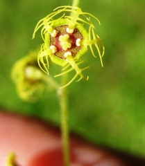 Pectiantia pentandra, photograph J Brew, CC BY-SA, iNaturalist via GBIF