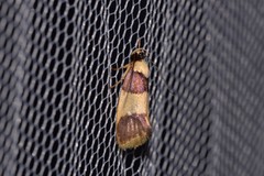 Telecrates laetiorella