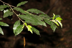 Petalostigma triloculare