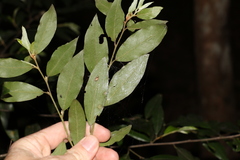 Petalostigma triloculare