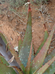 Aloe microstigma microstigma