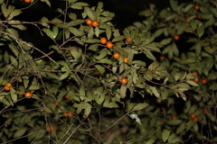 Petalostigma triloculare