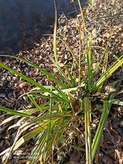 Carex pseudocyperus