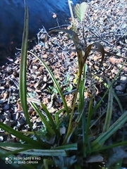 Carex pseudocyperus