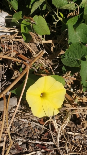 Ipomoea ochracea image