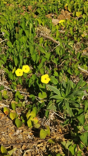 Image of Ipomoea ochracea by (c) Vítor Jorge, some rights reserved (CC BY)