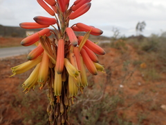 Aloe microstigma microstigma