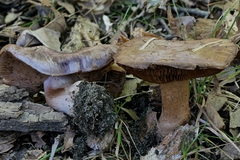 Phlegmacium caesiocolor