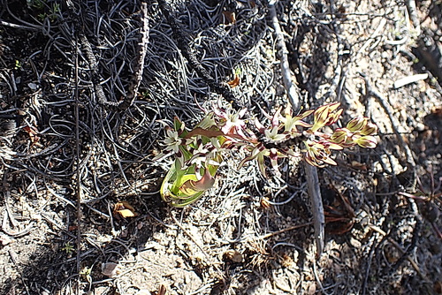 Image of Wurmbea spicata by no rights reserved