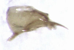 Euplectitae
