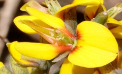 Sphaerolobium medium