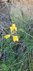 Ixia dubia