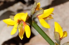 Sphaerolobium medium