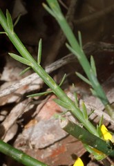 Sphaerolobium medium