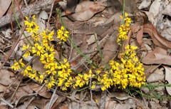 Sphaerolobium medium