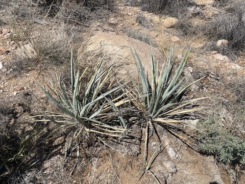 Yucca baccata