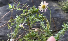 Erigeron karvinskianus