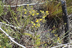 Rafnia capensis capensis