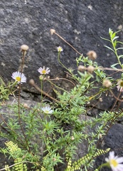 Erigeron karvinskianus