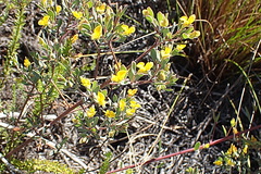 Rafnia capensis capensis