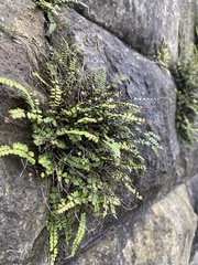 Asplenium trichomanes