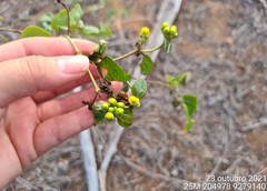 Stigmaphyllon auriculatum