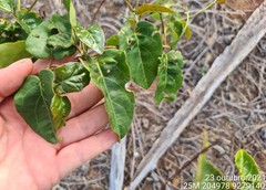 Stigmaphyllon auriculatum