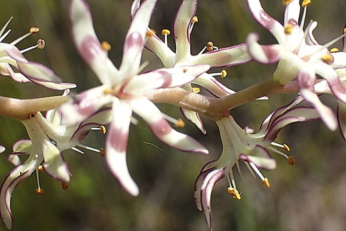Image of Wurmbea spicata by no rights reserved