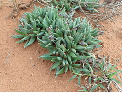 Bergeranthus scapiger