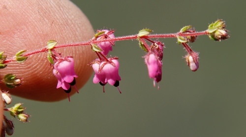 Image of Erica thimifolia by (c) Tony Rebelo, some rights reserved (CC BY-SA)