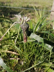 Chaptalia arechavaletae