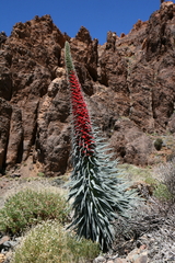 Echium wildpretii image