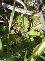 Chaptalia arechavaletae