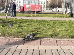 Columba livia domestica