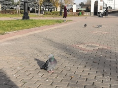 Columba livia domestica