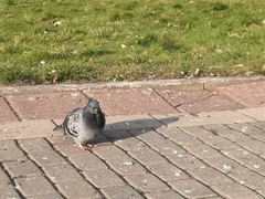 Columba livia domestica