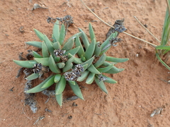 Bergeranthus scapiger