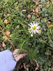 Tripleurospermum inodorum