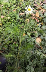 Tripleurospermum inodorum