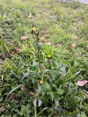 Sonchus oleraceus