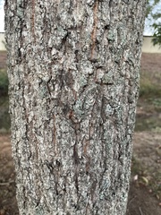 Quercus acutissima